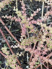Sedum pulchellum