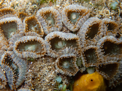 Palythoa grandiflora