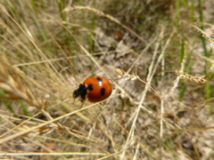 Coccinella magnifica