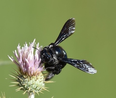 Xylocopa californica arizonensis
