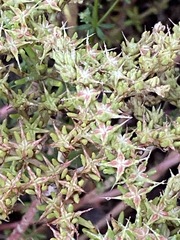 Sedum pulchellum