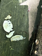 Skeletocutis semipileata