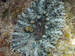 Actinostella flosculifera