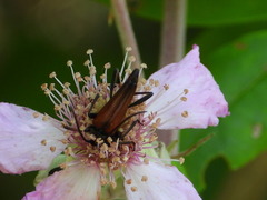 Stenurella melanura
