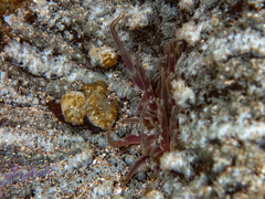 Actinostella flosculifera