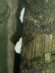 Skeletocutis semipileata