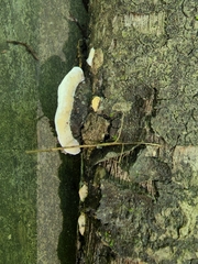 Skeletocutis semipileata