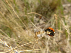 Coccinella magnifica