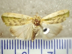 Earias huegeliana
