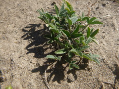 Trifolium gymnocarpon