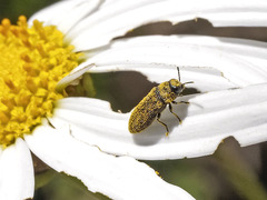 Acmaeodera cisti