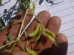 Astragalus curvicarpus