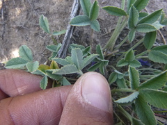 Trifolium gymnocarpon