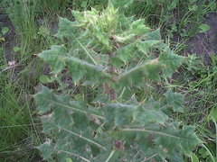 Sonchus wilmsii