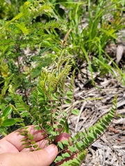 Amorpha herbacea herbacea