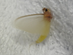 Polymitarcyidae