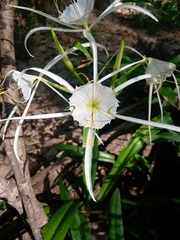 Hymenocallis choctawensis