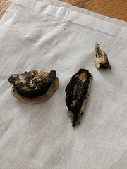 Skeletocutis semipileata