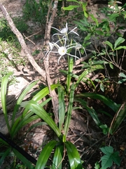 Hymenocallis choctawensis