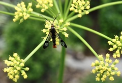 Synanthedon acerrubri