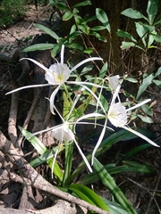 Hymenocallis choctawensis