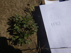 Trifolium gymnocarpon