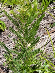 Amorpha herbacea herbacea