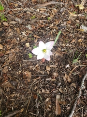 Zephyranthes robusta