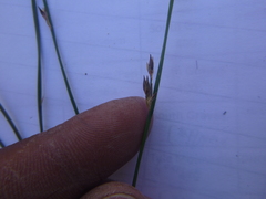 Juncus arcticus littoralis
