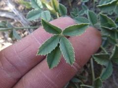 Trifolium gymnocarpon
