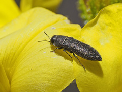 Acmaeodera cisti
