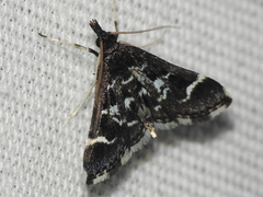 Diasemiodes janassialis