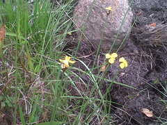 Xyris capensis