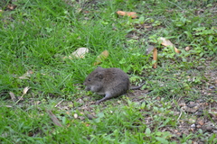 Microtus ochrogaster