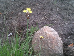 Xyris capensis