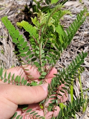 Amorpha herbacea herbacea