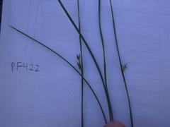 Juncus arcticus littoralis