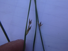 Juncus arcticus littoralis