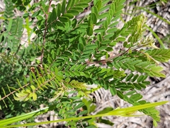 Amorpha herbacea herbacea
