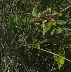 Clerodendrum fortunatum