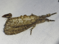 Dasychira atrivenosa