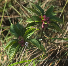 Clerodendrum fortunatum