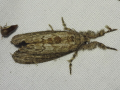 Dasychira atrivenosa