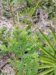 Amorpha herbacea herbacea