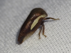 Ophiderma flavicephala