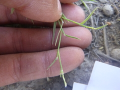 Muhlenbergia richardsonis