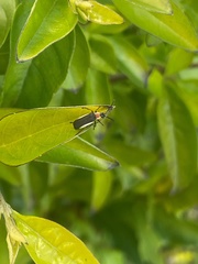 Microdaiphron mendesensis