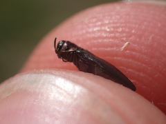 Agrilus pratensis