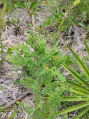 Amorpha herbacea herbacea