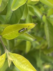 Microdaiphron mendesensis